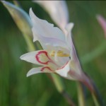 Gladiolus Angustus